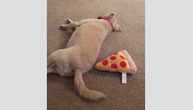 Dog Refuses to Share Toy Pizza Even When Napping