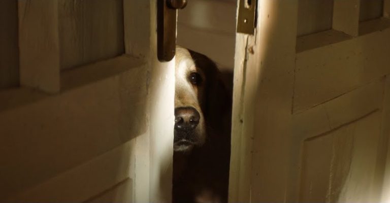 psa against pet abandonment