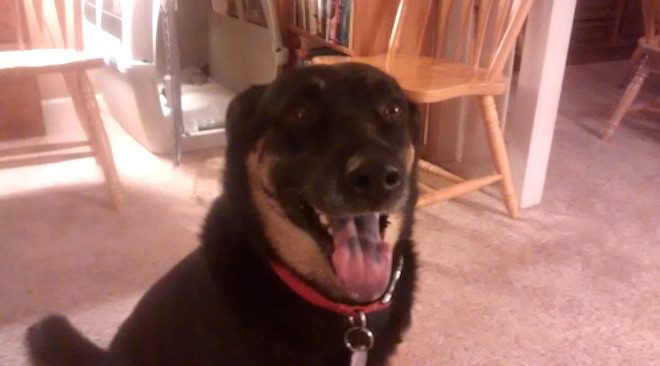 Service Dog’s Hilarious Extracurricular Activities Go Viral