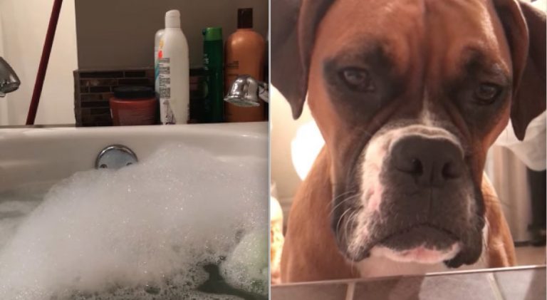 Woman Tries to Have a Relaxing Bath But Her Three Dogs Have Other Ideas