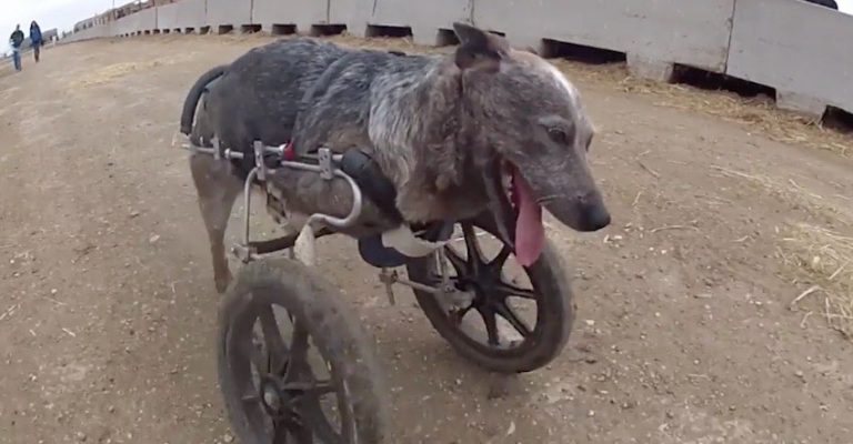 Two-Legged Dog Herds Cattle on Wheels