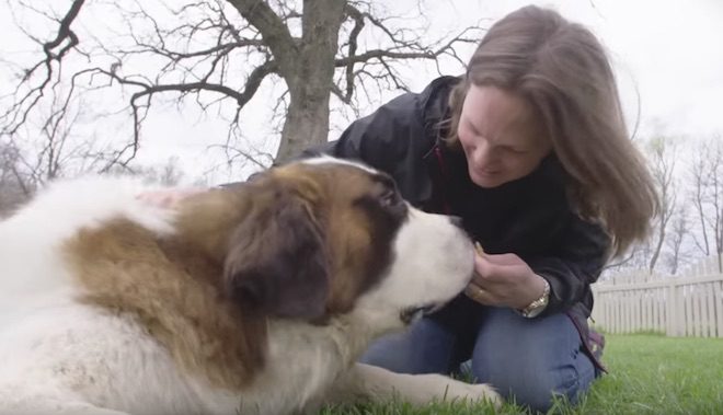 Rescued St Bernard Learning What It’s Like to Have a Family and Home For First Time