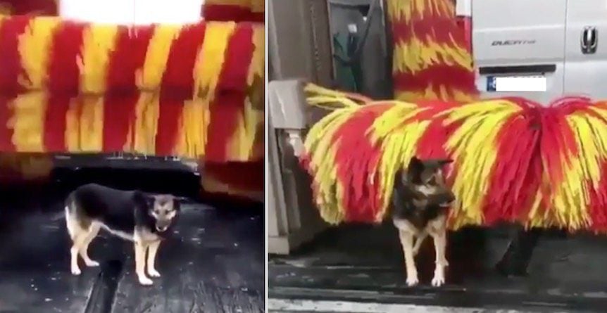 Stray Dog Regularly Visits Car Wash to Get Scrub and Back Rub