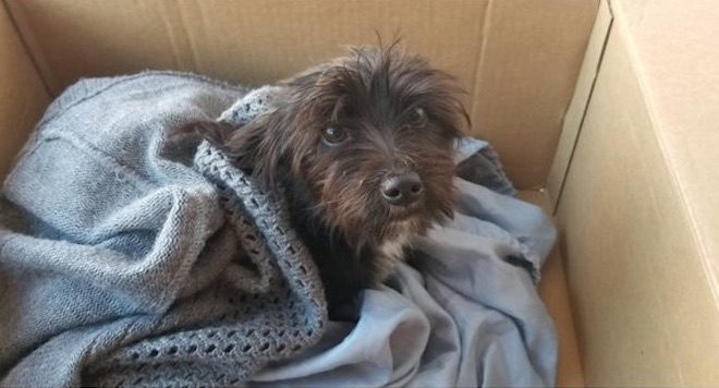 Library Workers Come to The Rescue After Tiny Dog Tossed Into Woods