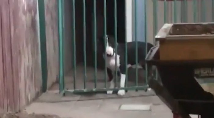 Dog Thinks He is Stuck Behind Gate Gets Help From Best Friend