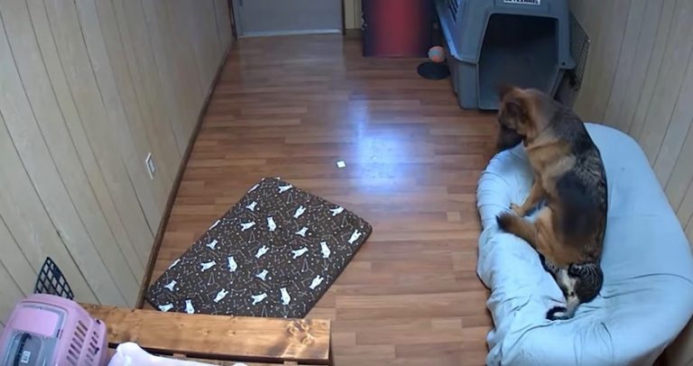 Dog Finds New ‘Cat’ Bed A Little Lumpy