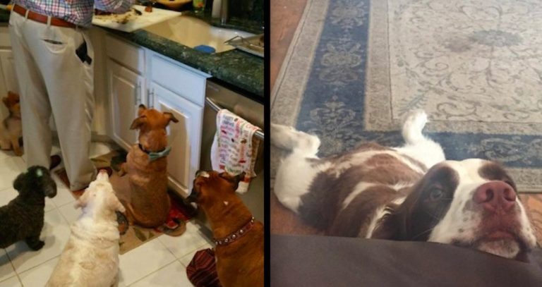 17 Dogs Who are Ready to Eat Themselves into a Food Coma for the Holidays