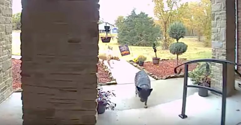 Security Camera Captures Canine Thieves Stealing Halloween Decorations