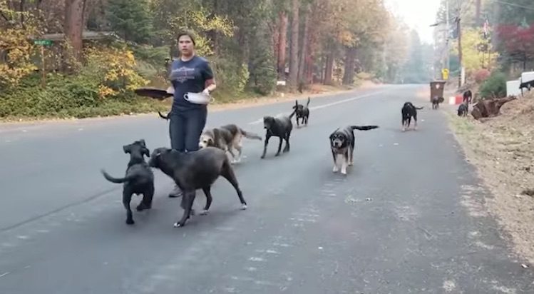 Good Samaritan Helps Rescue Dozen Dogs From California Wildfires
