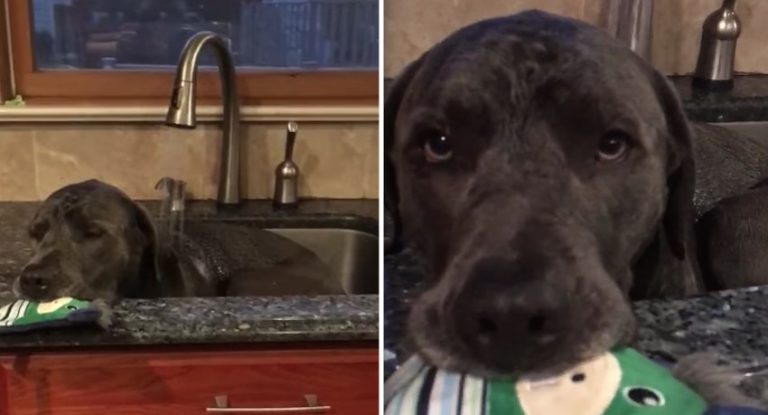 Dog Gets Special Spa Days So He Can Nap in Kitchen Sink