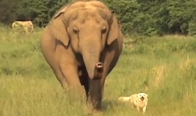 dog and elephant amazing friendship
