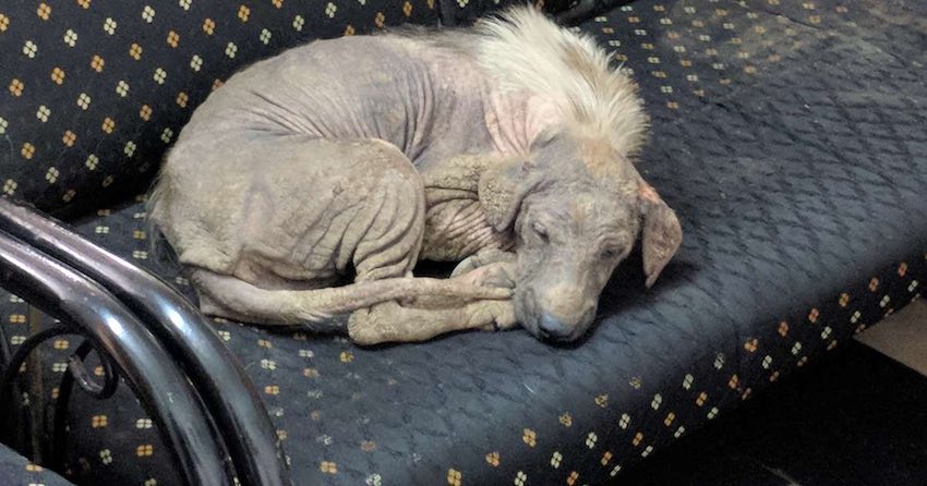 Sick Street Dog Walks Into Shelter And Finds Cozy Place To Sleep