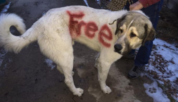 roaming dog found spray painted