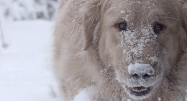 Golden Retriever Has Glorious Time in the Snow