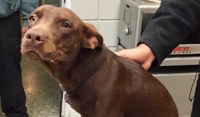 Homeless Man Rescues Dog After Seeing Him Get Hit By Car