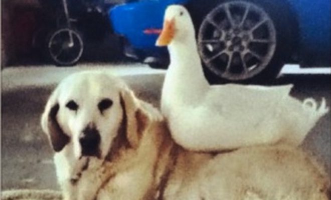 Dog and Duck Never Leave Each Other’s Side