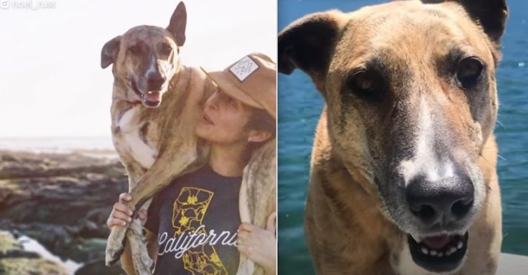 Nobody Wanted This ‘Quiet, Low-Energy’ Dog, But A Couple Found What Makes Her Happy