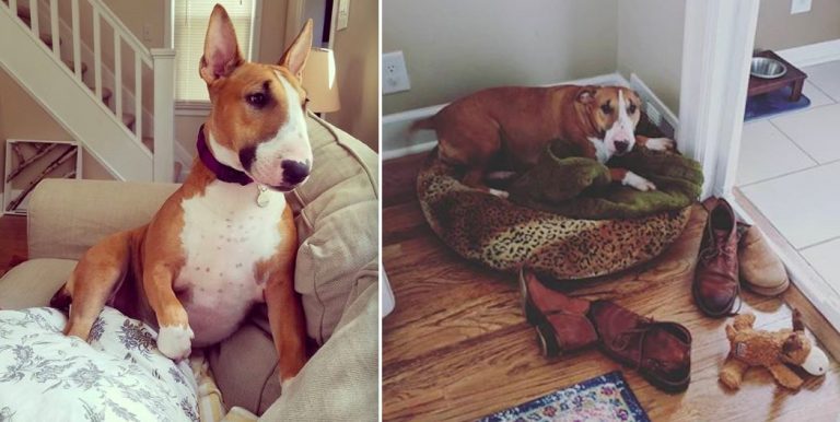 bull terrier surrounds herself with shoes