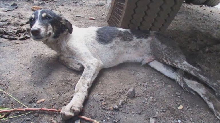 street puppy with hurt pelvis