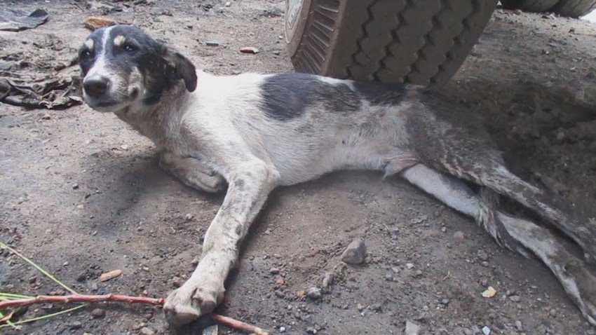Injured Street Puppy Unable To Stand Only Wants Love From His Rescuers