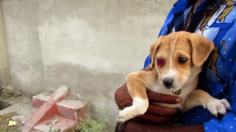 Sweetest Puppy with Extremely Infected Eye Rescued