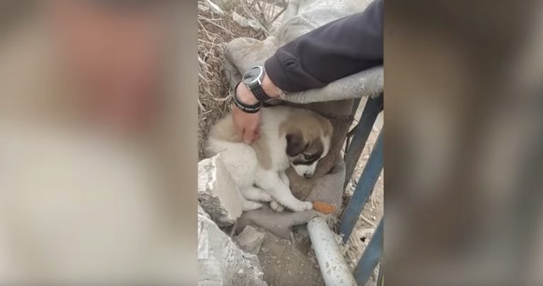 Puppy Pulled from Rubble of Bombed Building Reunites with Soldier Who Saved Her