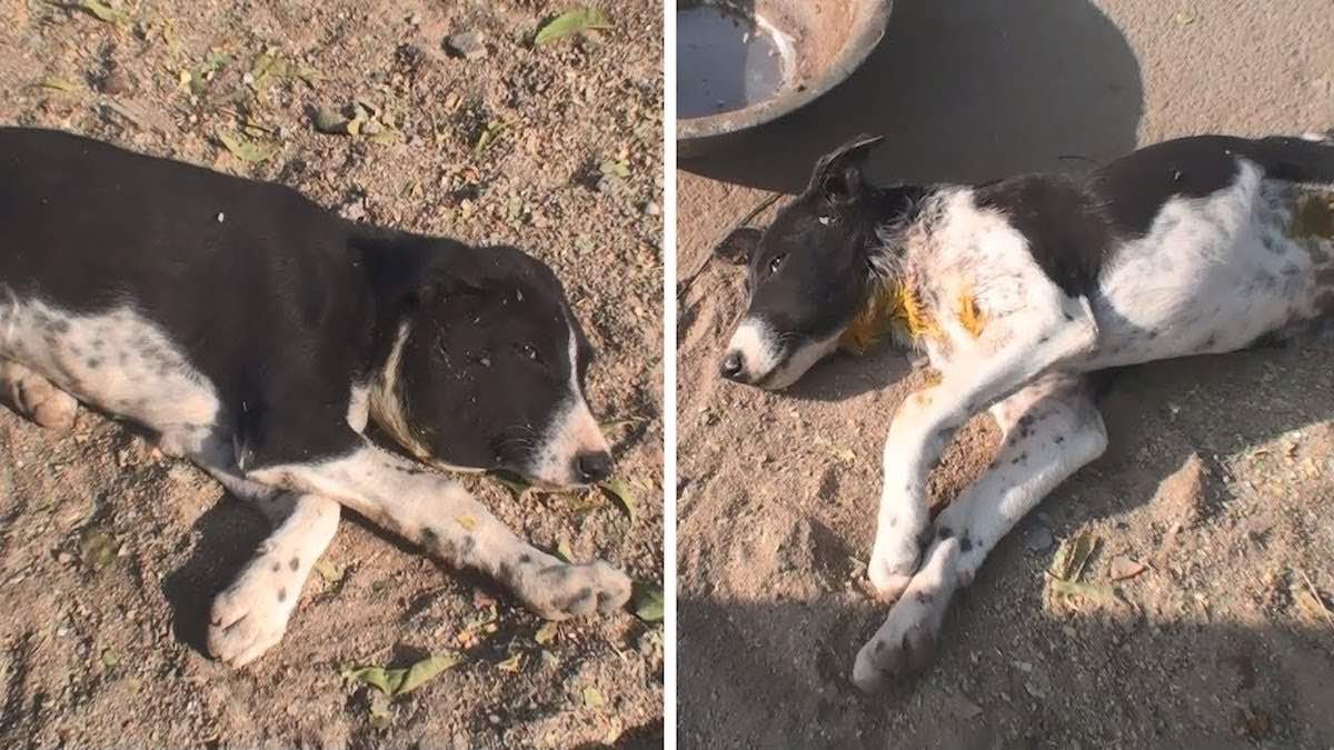 Two Puppies Attacked By Wild Animal Survive Thanks to Caring Rescuers