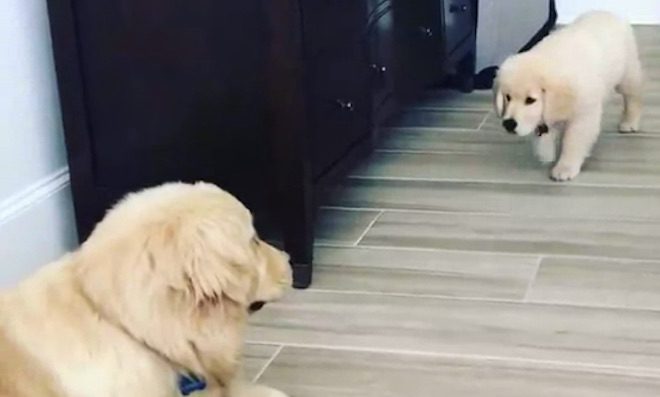 Adorable Puppy Hilariously Tries to Sneak Up On Dog in Plain Sight