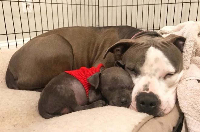 Pit Bull Heartbroken After Losing Her Puppies Finds Love With Orphaned Puppy