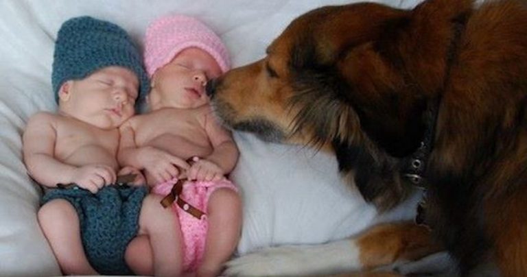 dog rescued from trash is devoted to his family