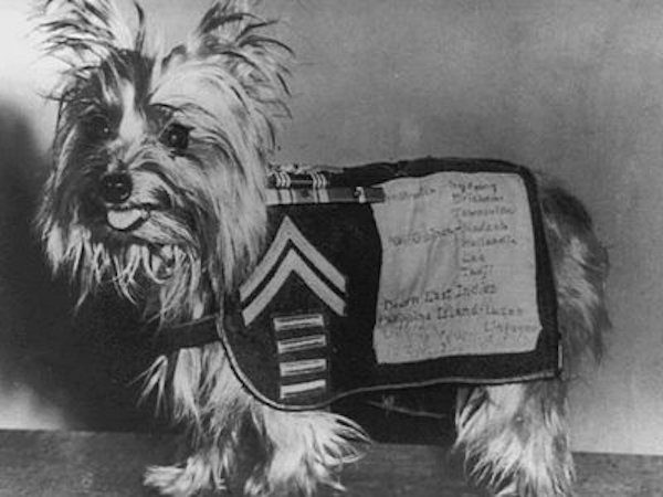 Tiny War Dog Saved Soldiers’ Lives in WWII and Became First Therapy Dog