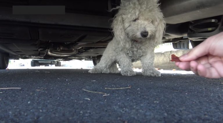 little stray rescued from under car