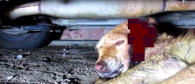 Injured Street Dog’s Suffering Breaks His Rescuers Hearts