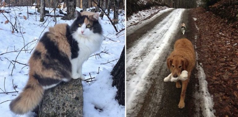 Golden Retriever and Cat Love to Take Daily Walks Together