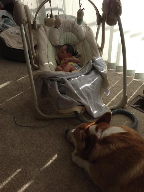 Corgi welcomes newborn baby into the family