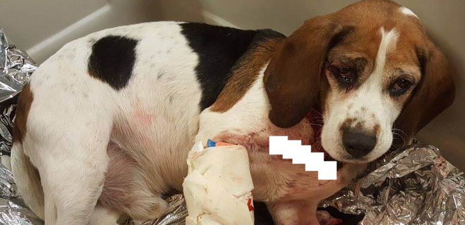 Trucker Saves Two Beagles Tossed From Moving Car Onto Highway