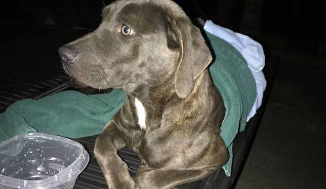 Off Duty Cop Comes To Rescue Of Dog Crying In Pain From Gun Shot