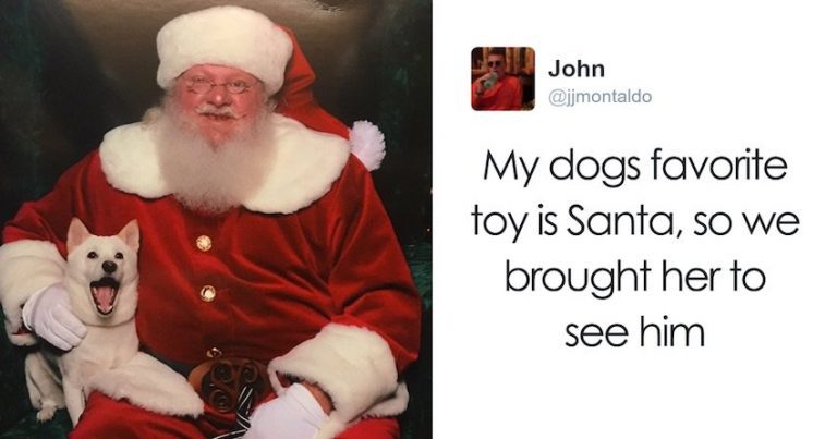 Dog Whose Favorite Toy Is Santa Freaks Out When She Meets The Real One