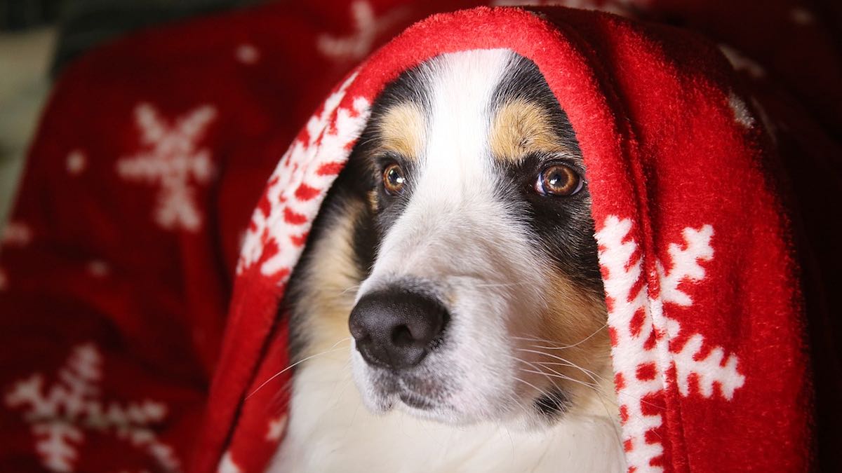 Europe’s Biggest Animal Shelters Ban Adoptions For Christmas