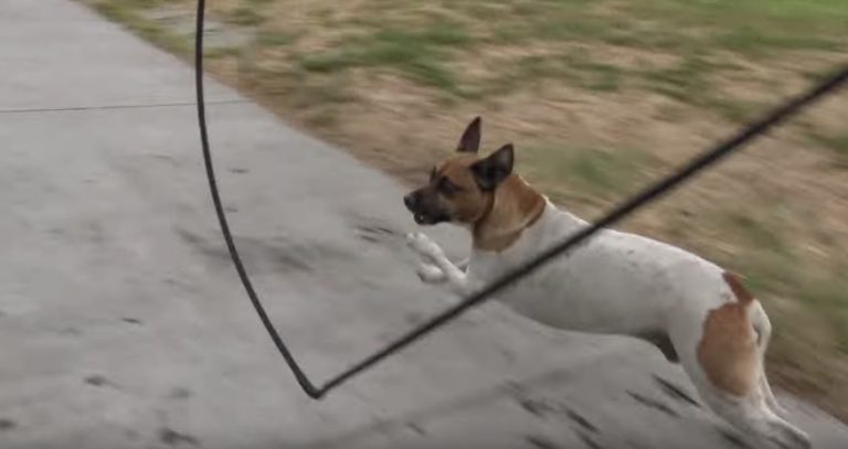Stray Dog With Broken Leg Outruns Rescuers Frantically Trying To Catch Him