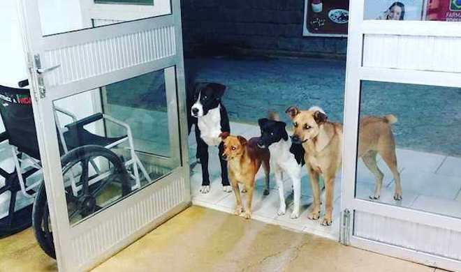 Homeless Man’s Four Dogs Wait At Entrance Of Hospital He Was Rushed To