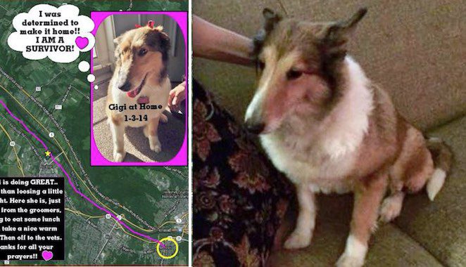 Loyal Dog Makes Incredible Journey to Get Back Home to the Family She Loves
