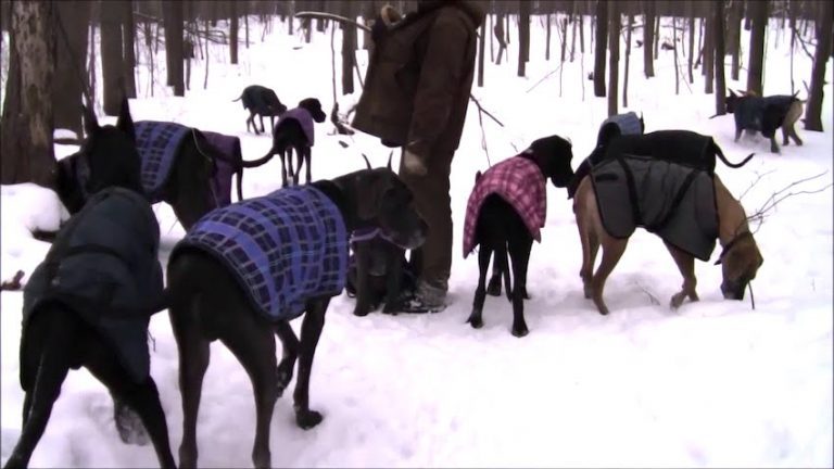 Watch As 35 Great Danes Enjoy a Walk in The Snow