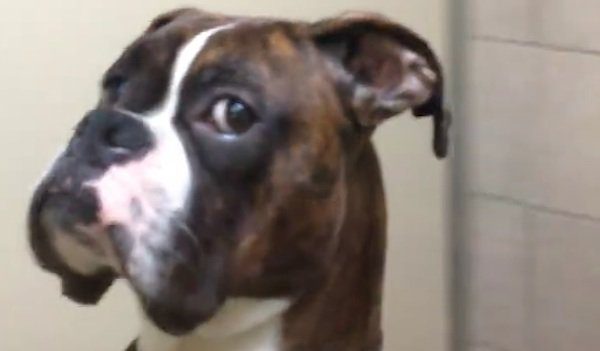 Boxer Dog Gives Some Serious Side Eye When His Owners Return from Their Vacation