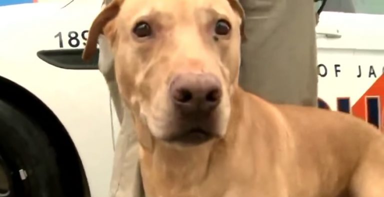 Retired Police Dog Dumped at Shelter