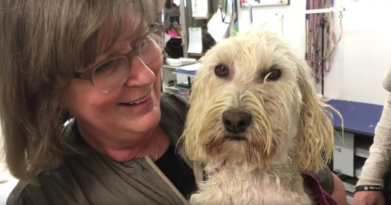 Labradoodles Rescued From Puppy Mill So Happy to Get a Bath