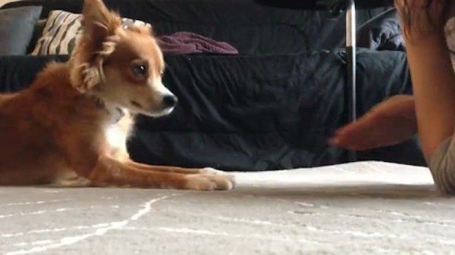 Rescue Dog Come Out of Her Shell After Learning to Play Game