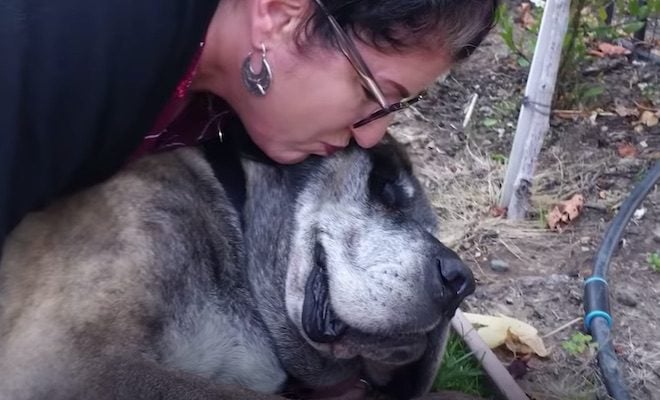 Woman Finally Catches Stray Dog After 3 Years of Trying