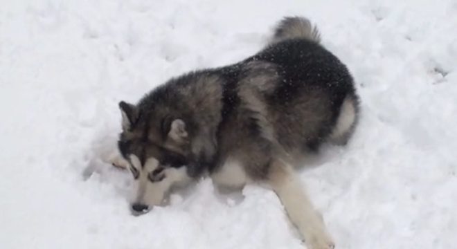 Alaskan Malamute Puppy Experiences Snow For the Very First Time