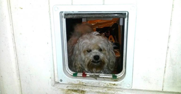 Naughty Dog Caught Sneaking Into Neighbors’ Homes And Pooping On Their Pillows